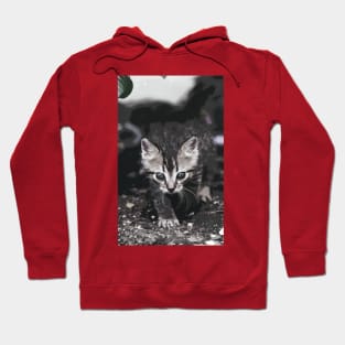 New Finition - Cat " Zazou "  3  (c)(t) by Olao-Olavia / Okaio Créations 300mm  f.2.8 canon eos 5  1989 Hoodie